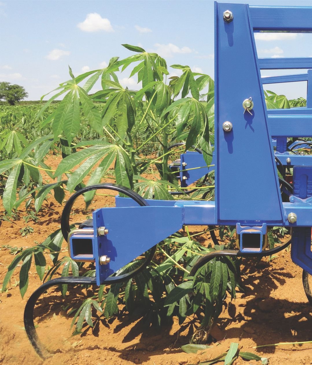 Vibro na cultura da mandioca