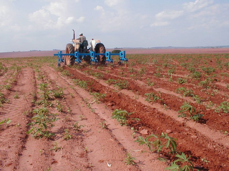 A temperatura da região é um fator importante para o plantio da mandioca