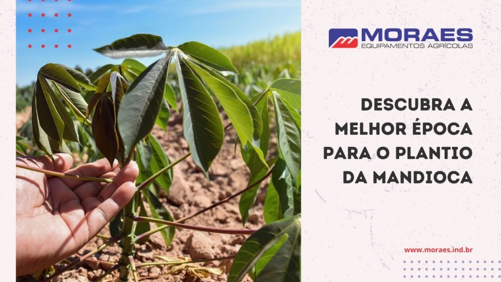 Descubra a melhor época para o plantio da mandioca - Moraes ...