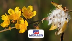 algodaozinho do campo - moraes equipamentos agricolas (1)