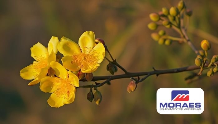 algodaozinho do campo - moraes equipamentos agricolas