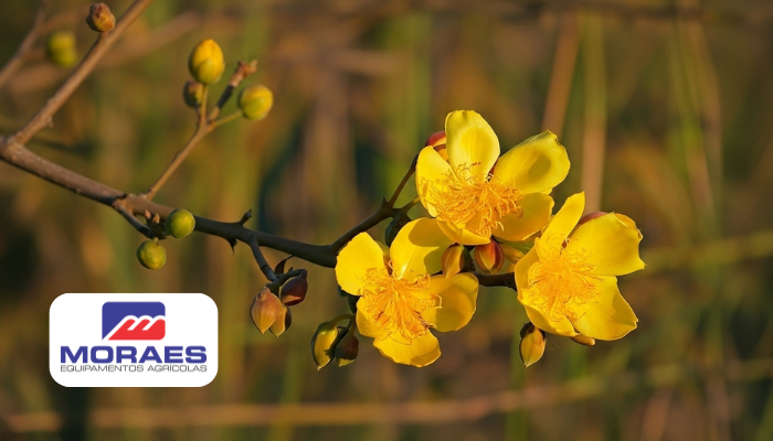 algodaozinho do campo - moraes equipamentos agricolas