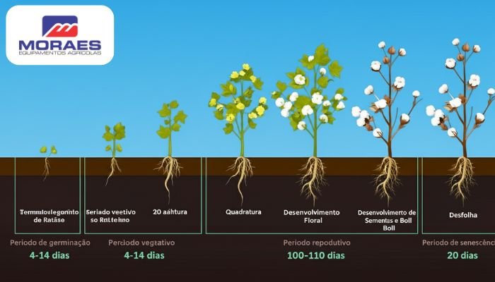 ciclo de vida do algodão - moraes equipamentos agricolas