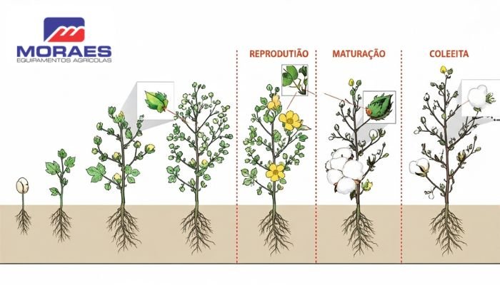 qual é ciclo de vida do algodão - moraes equipamentos agricolas (1)