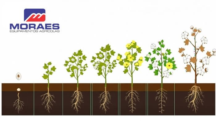 qual é ciclo de vida do algodão - moraes equipamentos agricolas