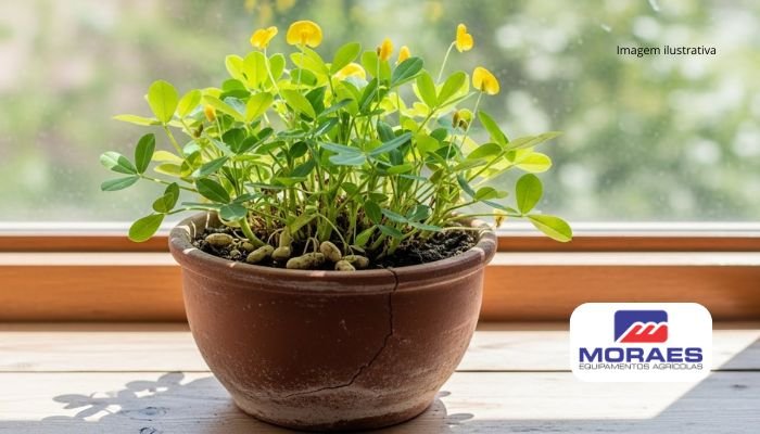 Cultivar amendoim em vasos