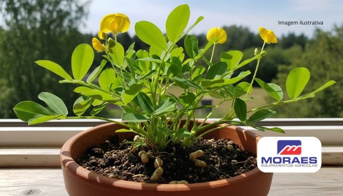 como plantar amendoim em vaso