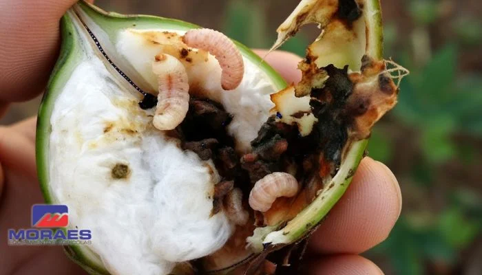 Principais pragas do algodão e as estratégias certeiras para seu controle