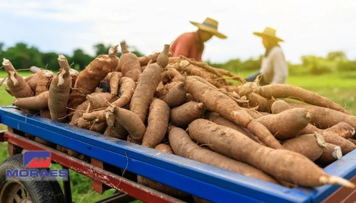 Produção de Mandioca no Brasil no Último Ano