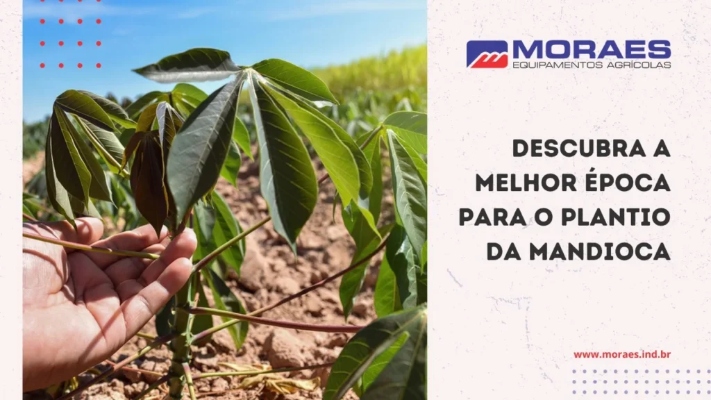 Descubra a melhor época para o plantio da mandioca