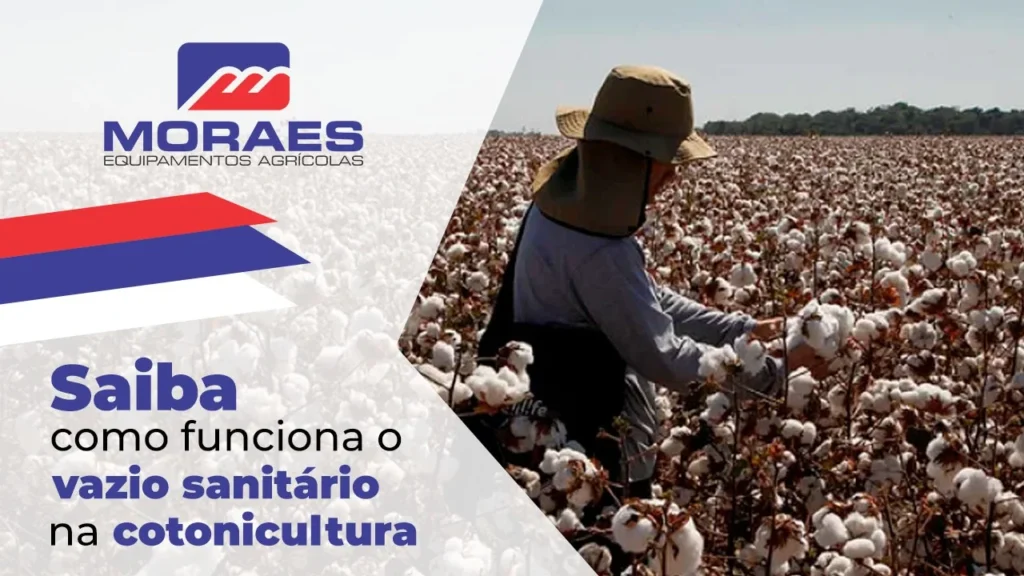 Saiba como funciona o vazio sanitário na cotonicultura