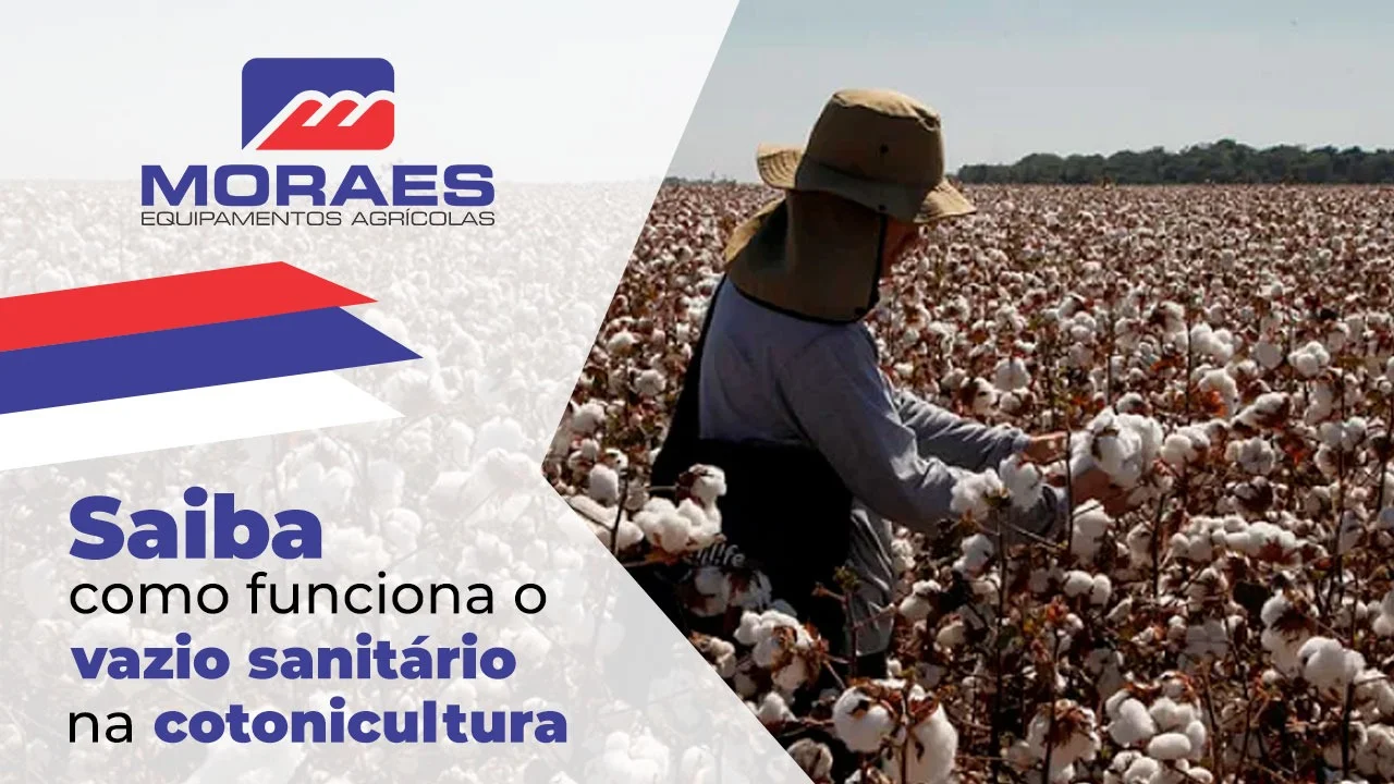 Saiba como funciona o vazio sanitário na cotonicultura