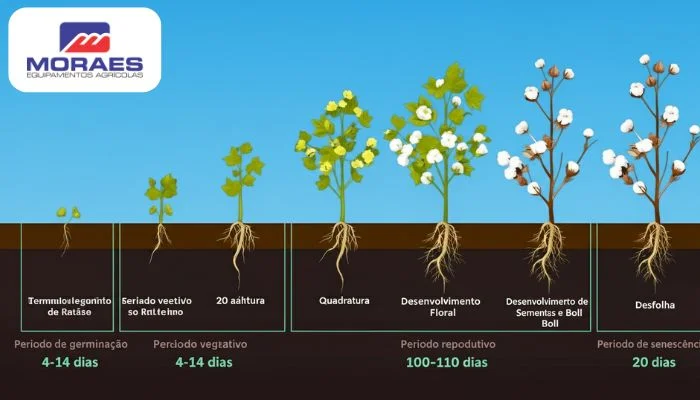 Guia completo sobre o ciclo do algodão